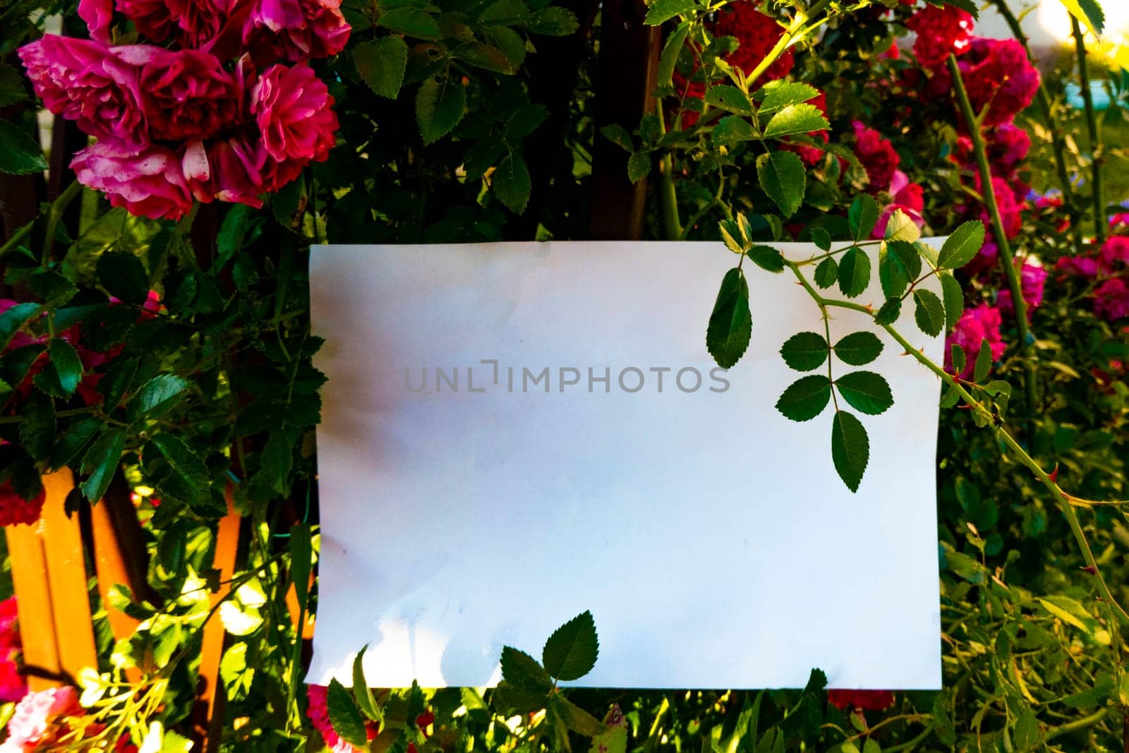 White paper and beautiful flowers. High quality photo