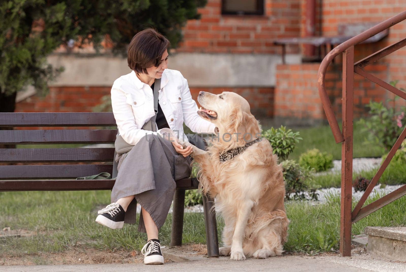 Golden Retriever Gives Paw To Its Owner Near House In Summer
