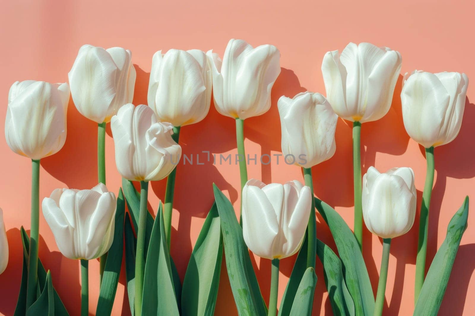 Elegance and beauty in bloom white tulips on pink background with shadow, copy space, flat lay, top view