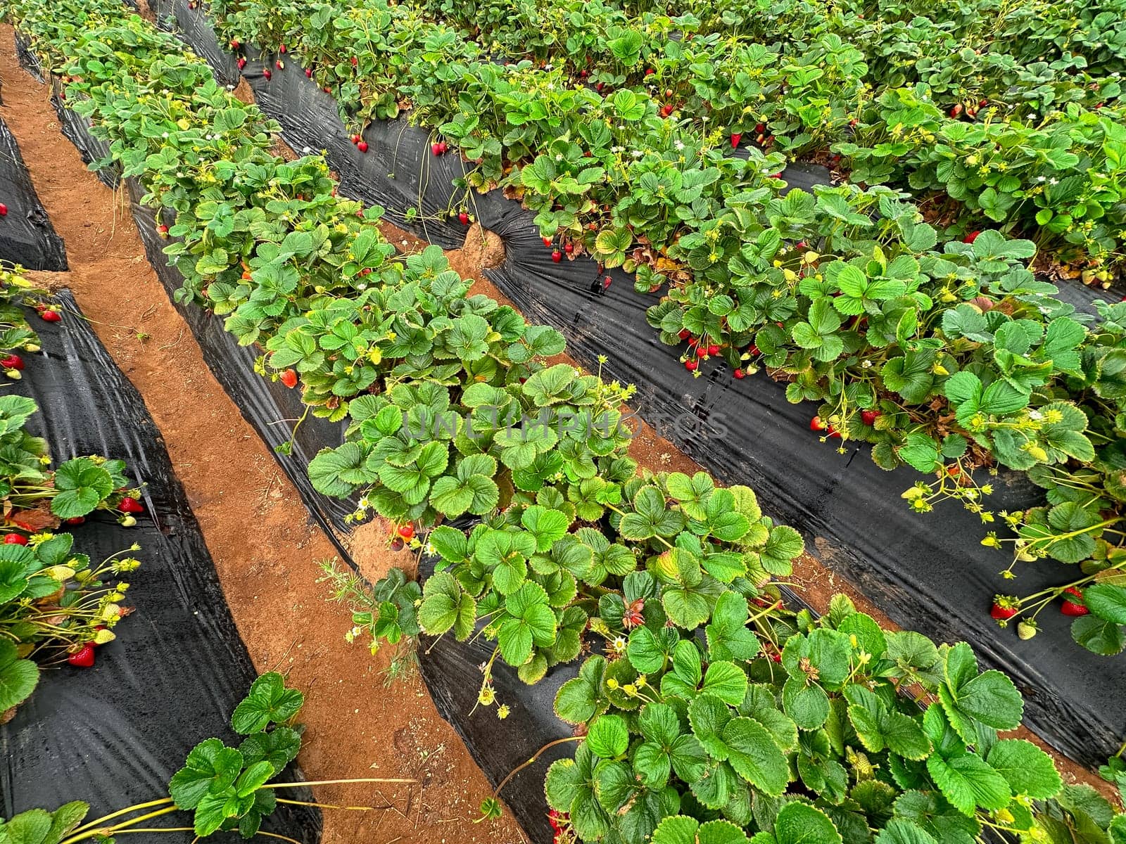 Strawberry picking in strawberry field on fruit farm. Fresh ripe organic strawberry. Family Activity