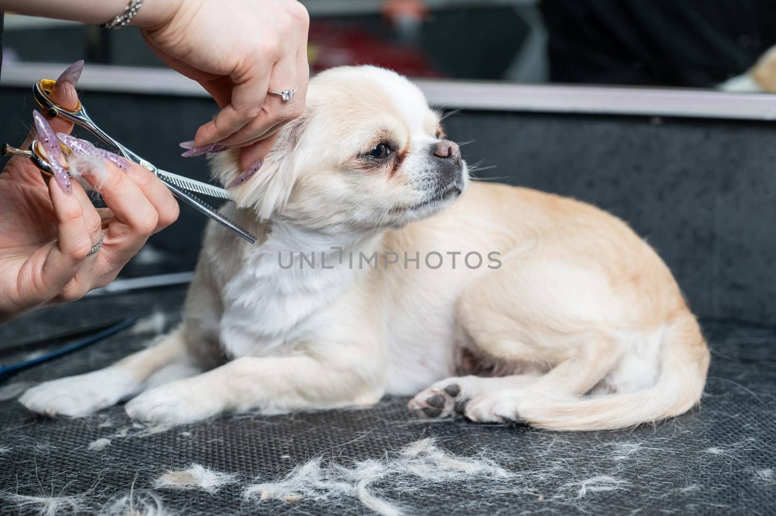 Woman cutting cute shorthair chihuahua dog in grooming salon