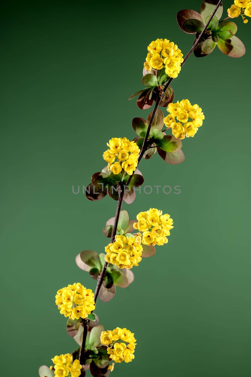 Blooming yellow barberry on a green background by Multipedia