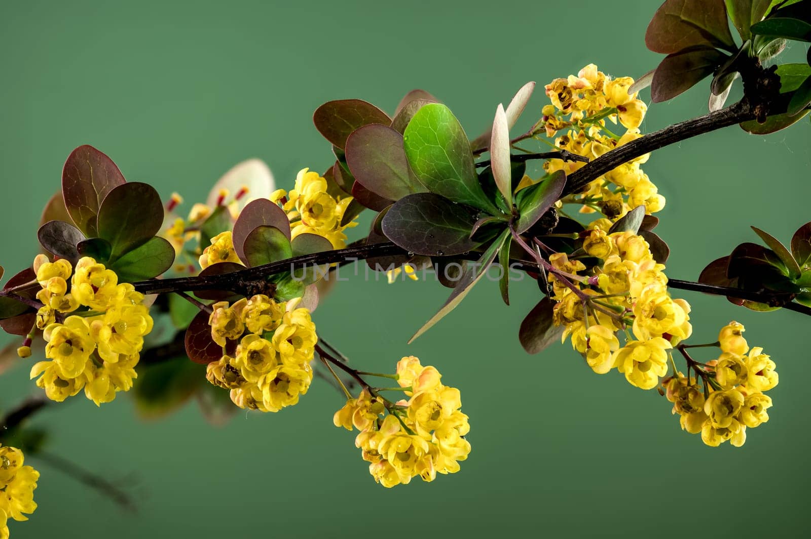 Beautiful Blooming yellow barberry on a green background. Flower head close-up.