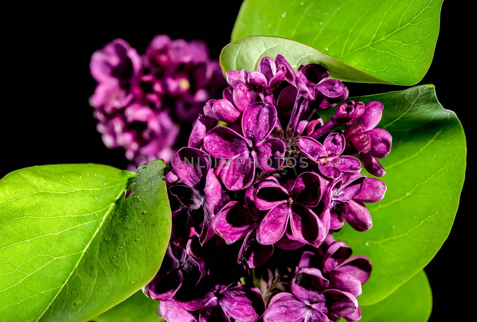Beautiful blooming dark purple lilac isolated on a black background. Flower head close-up.