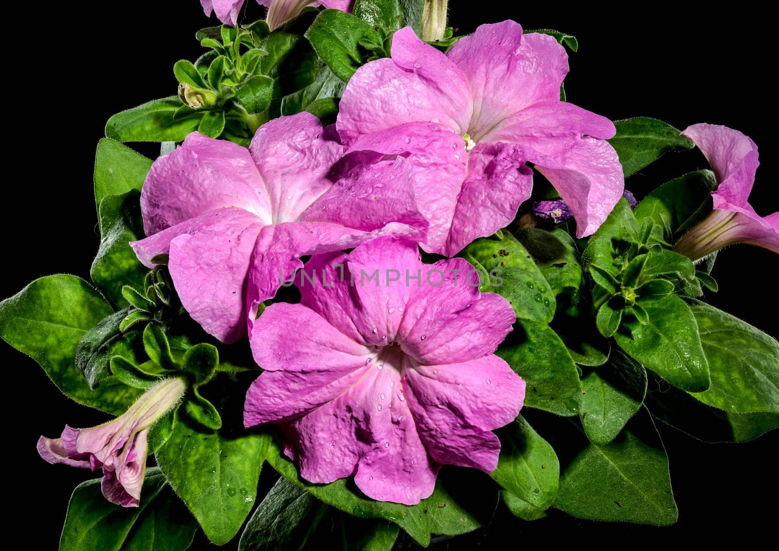 Blooming violet Petunia flowers on a black background by Multipedia