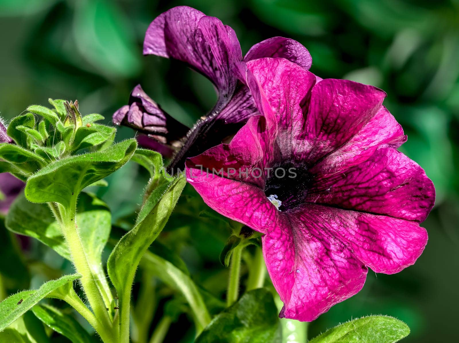 Beautiful Blooming pink Petunia Prism Raspberry Sunday flowers on a green leaves background. Flower head close-up.