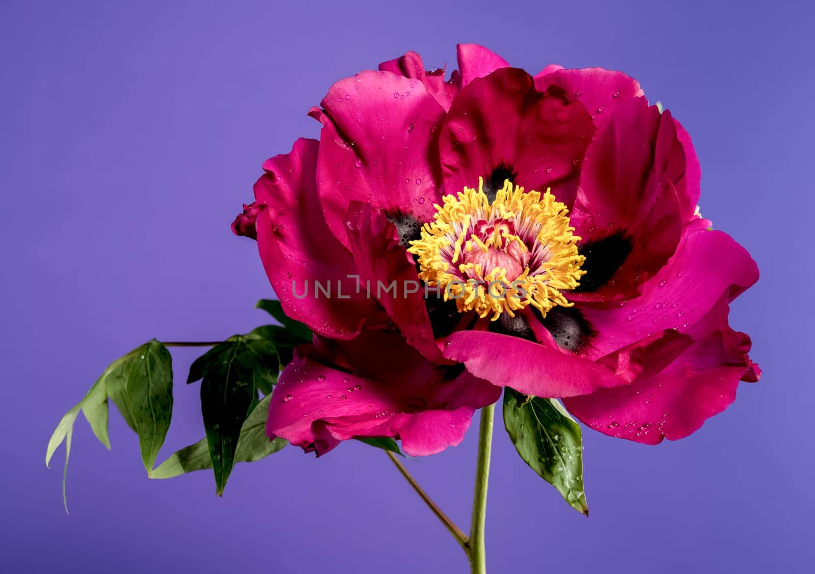 Beautiful Blooming red peony on a purple background. Flower head close-up.