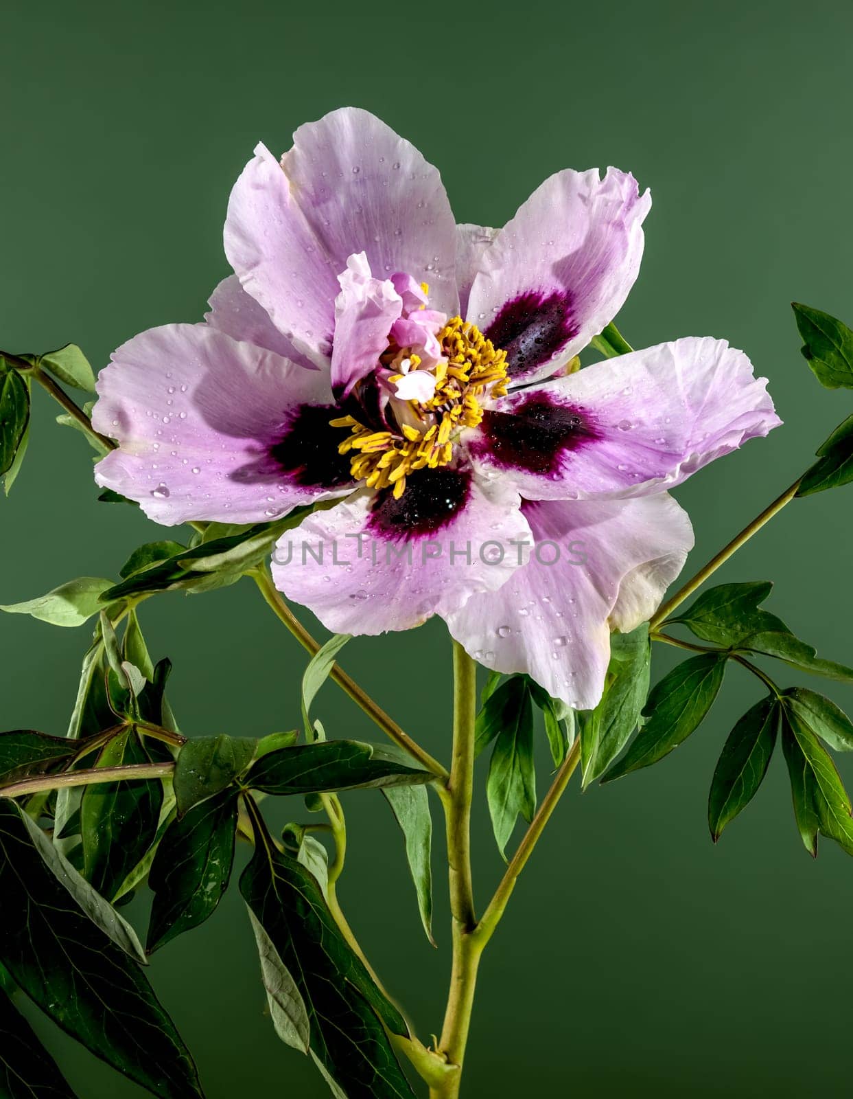 Beautiful Blooming white and pink Rock’s peony on a green k background. Flower head close-up.