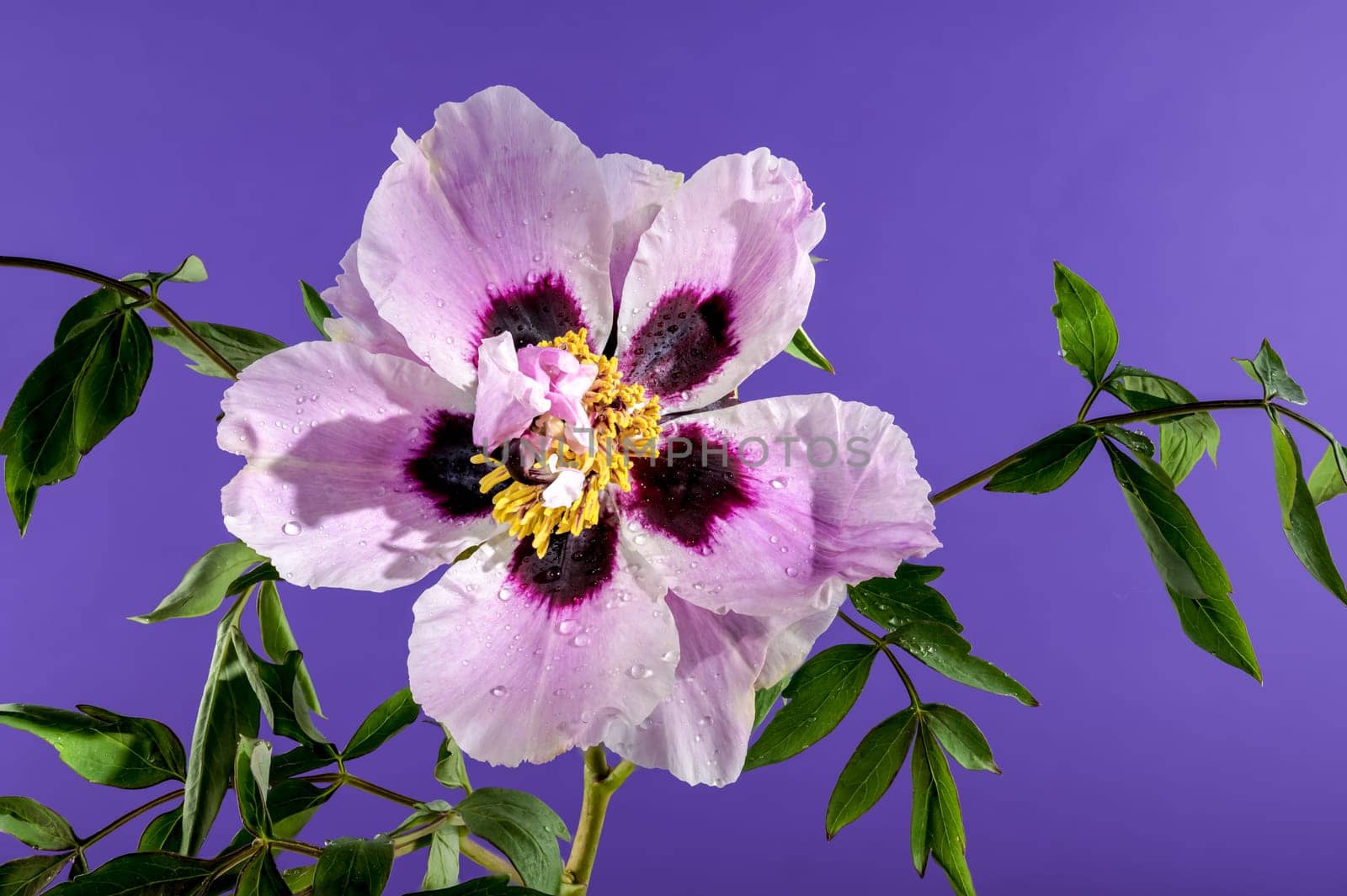 Beautiful Blooming white and pink Rock’s peony on a purple k background. Flower head close-up.