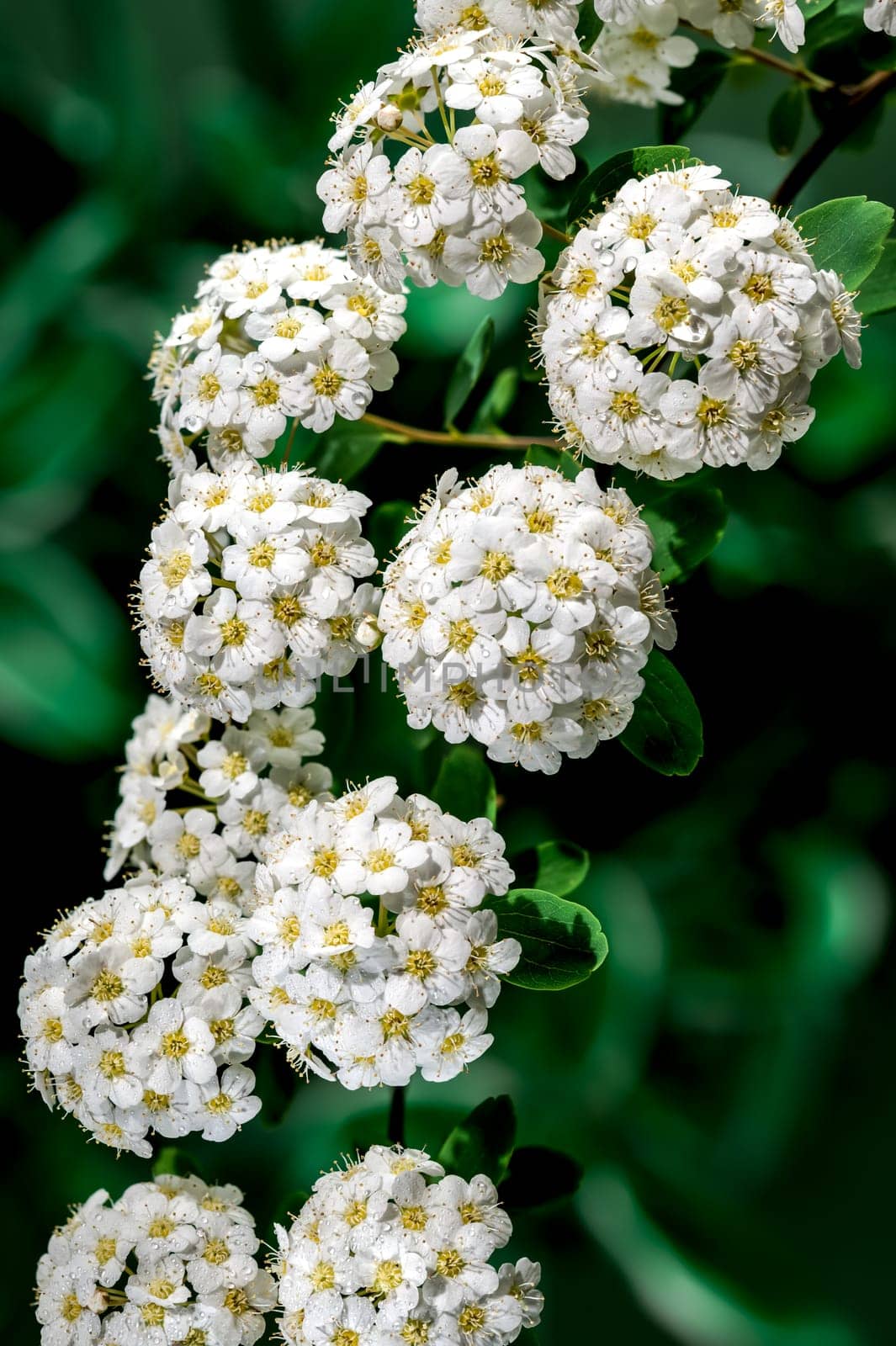 Blooming white spirea flowers on a green background by Multipedia