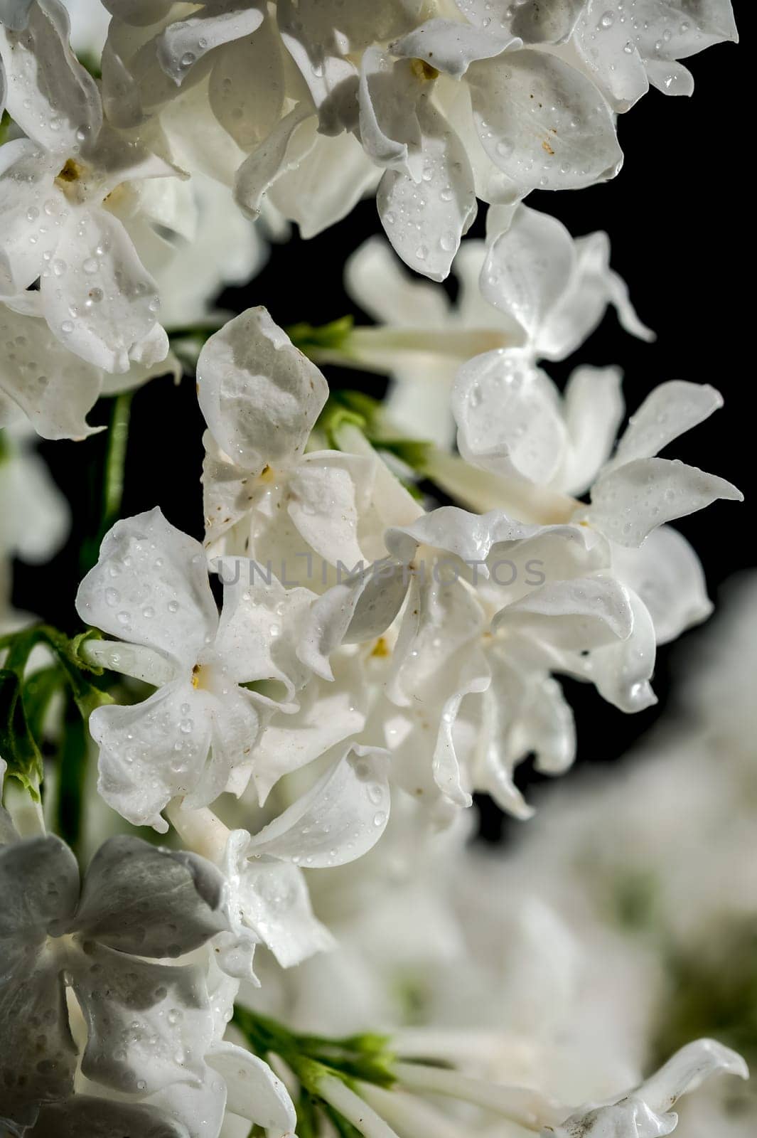 Beautiful blooming white lilac Angel White isolated on a black background. Flower head close-up.