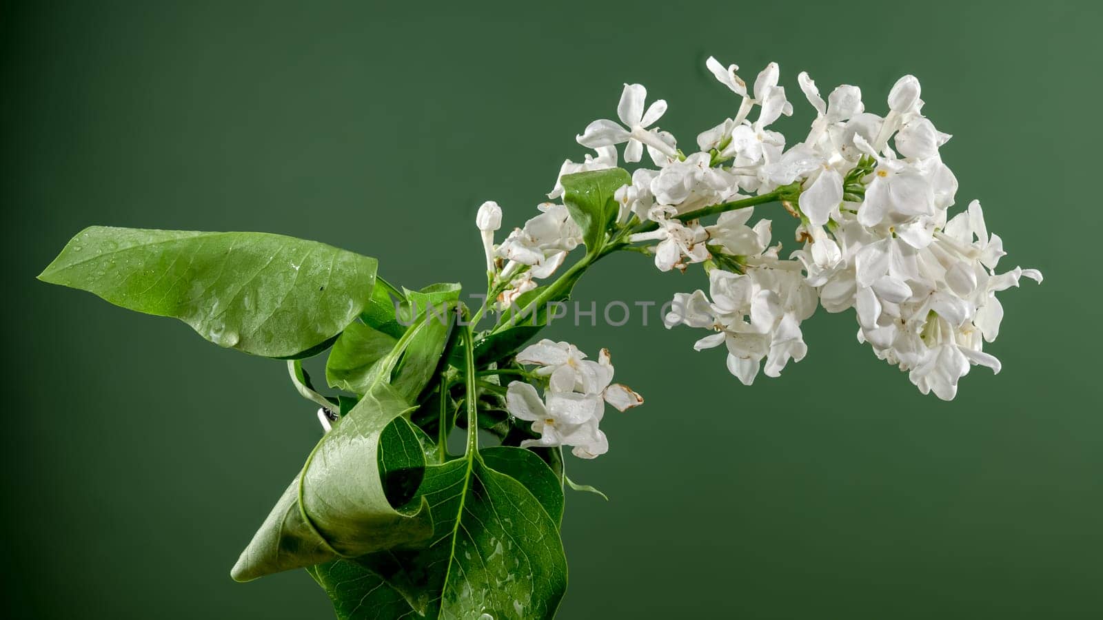 Beautiful blooming white lilac Angel White on a green background. Flower head close-up.