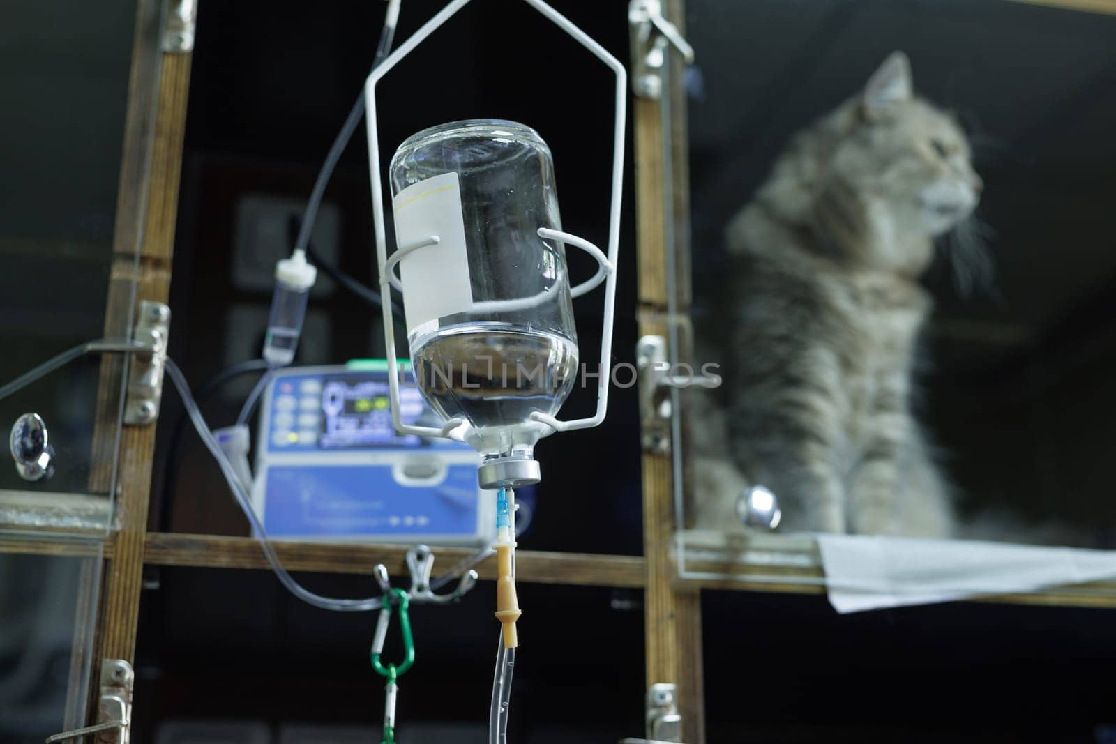 Veterinarian puts a catheter on a cat in a veterinary hospital, emergency care for animals, professional veterinary clinic