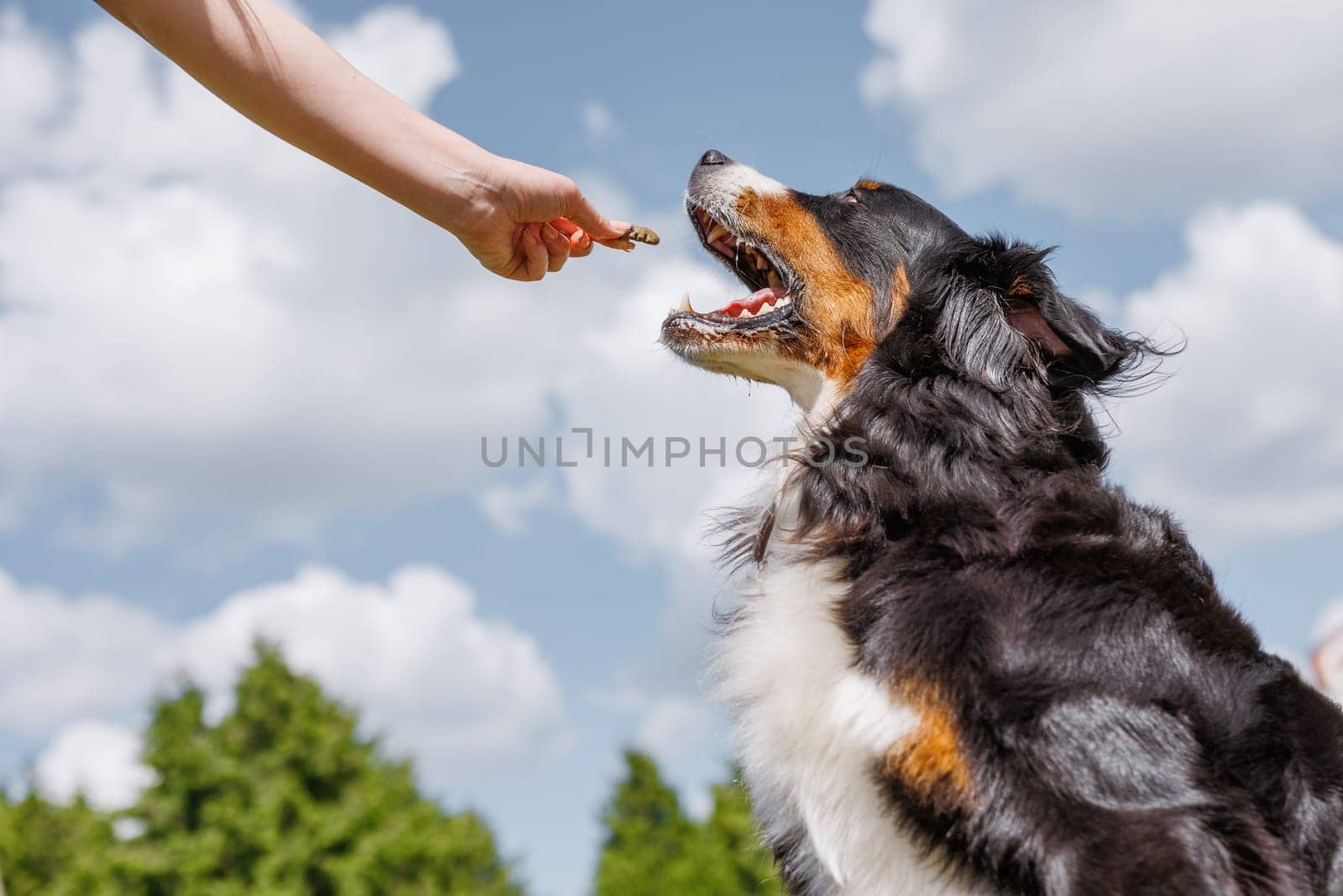 A joyful dog receiving a reward in a sunlit grassy field beneath a clear blue sky by SergiiKolesnikov