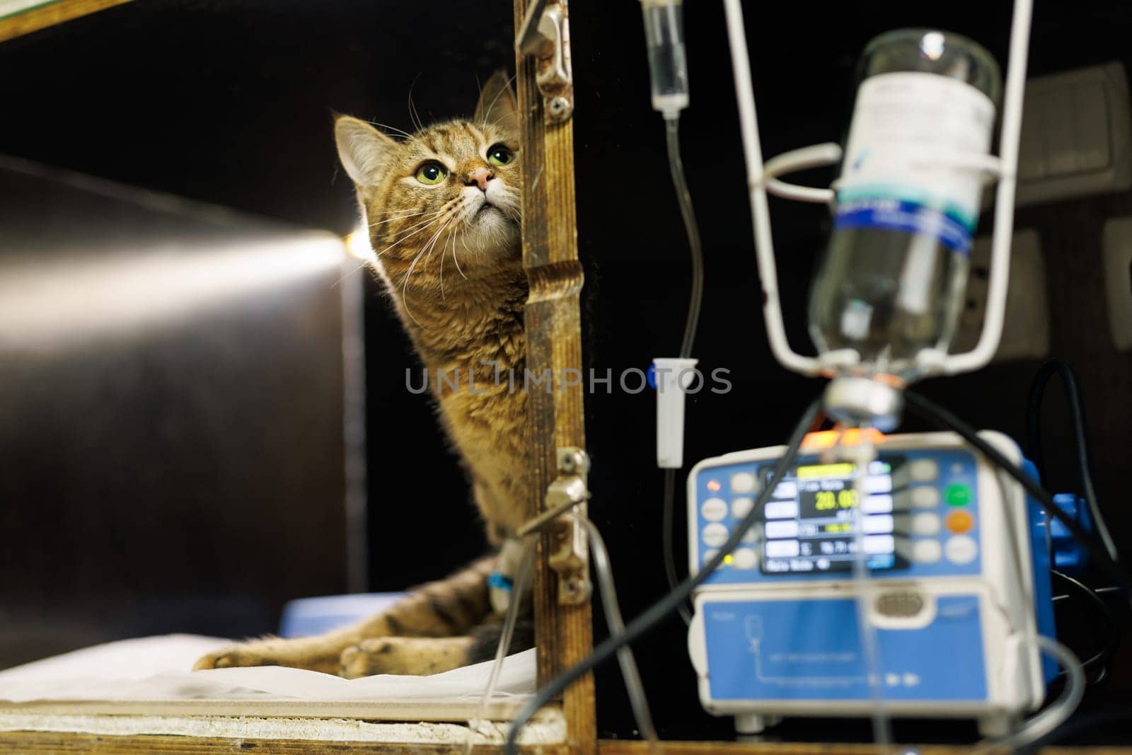 Veterinarian puts a catheter on a cat in a veterinary hospital, emergency care for animals, professional veterinary clinic