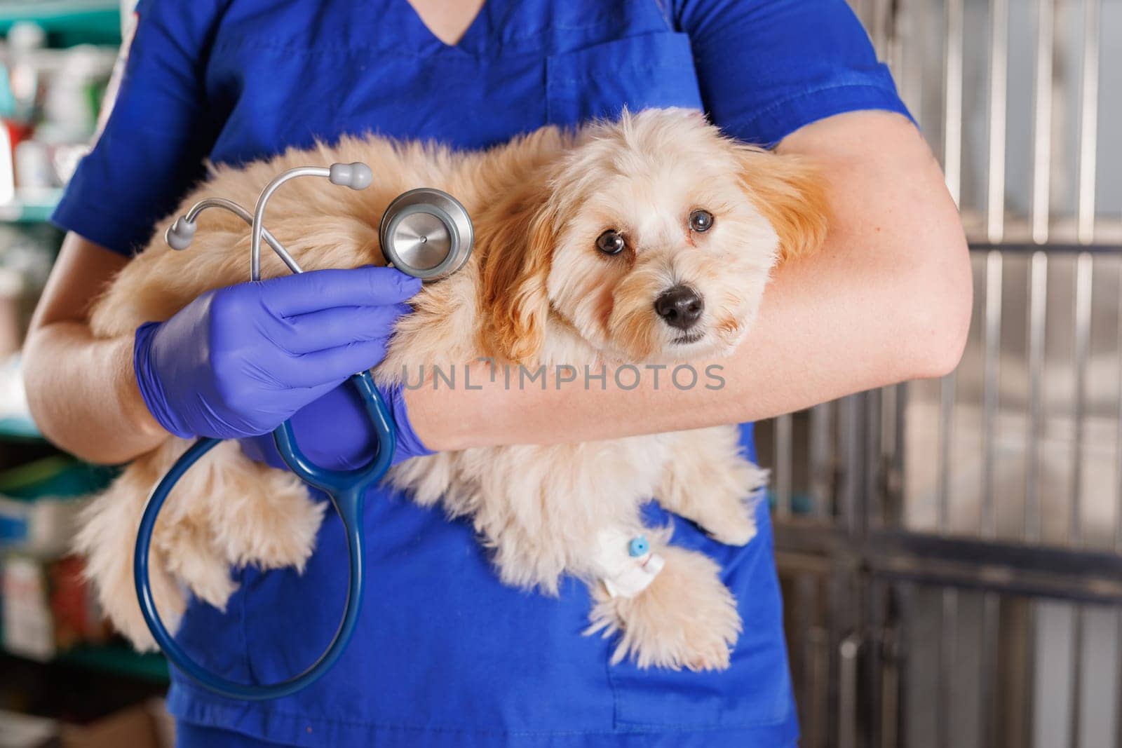 veterinarian holding a dog and a stetoskop in a veterinary clinic, caring for sick animals, professional veterinary clinic