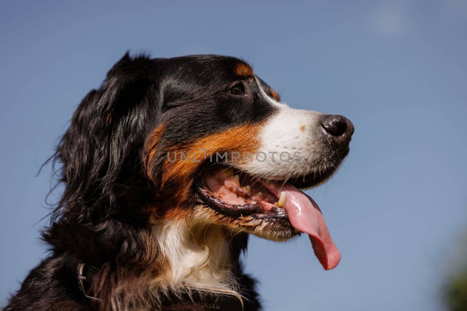 portrait of a large beautiful dog with his tongue hanging out against the sky, Bernese Mountain Dog bottom view by SergiiKolesnikov