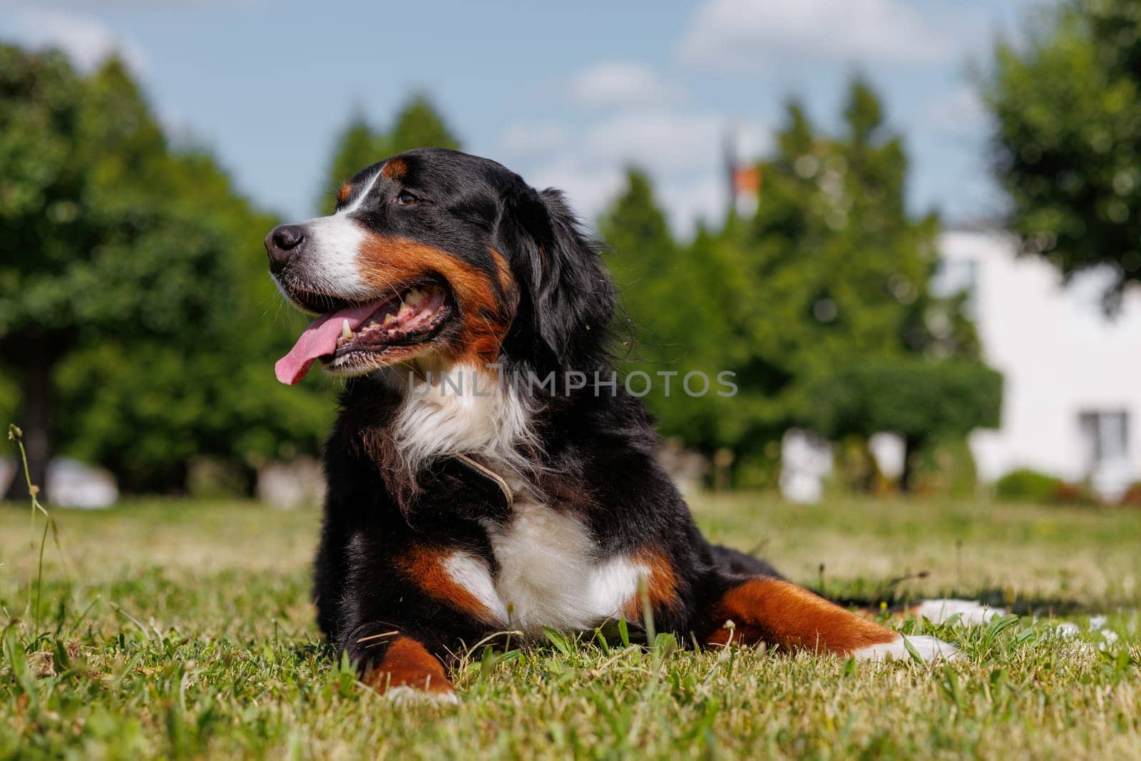 portrait of a large beautiful dog with his tongue hanging out against the sky, Bernese Mountain Dog bottom ,love to the animalsview