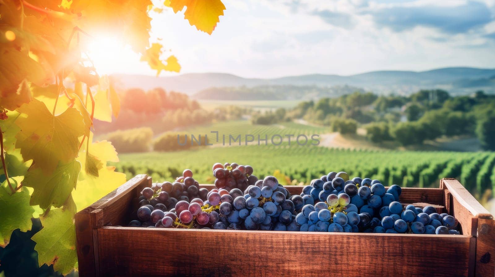 Collection of blue grapes. Grapes in a basket and in the vineyard. Autumn mood in the wine industry in the countryside against the backdrop of the sun. Wine making, vineyards, tourism business, small private business, chain restaurant, flavorful food