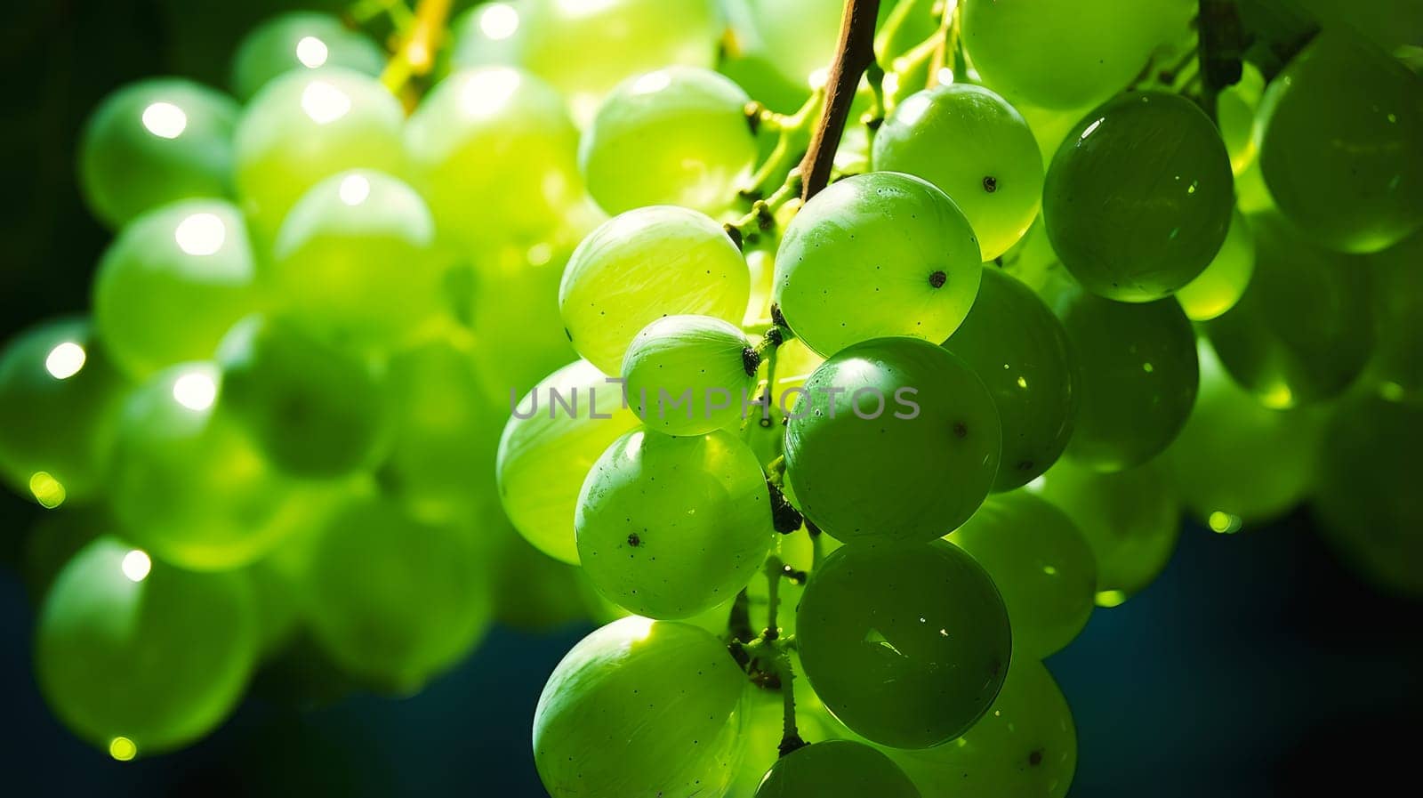 closeup of seedless green Shine Muscat grape background. Wine making, vineyards, tourism business, small and private business, chain restaurant, flavorful food and drinks