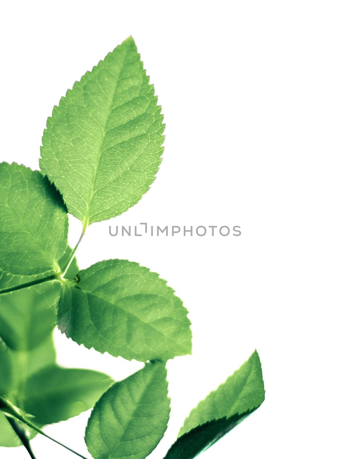 Nature background, sustainable solar energy, environmental concept - Fresh green leaves in spring