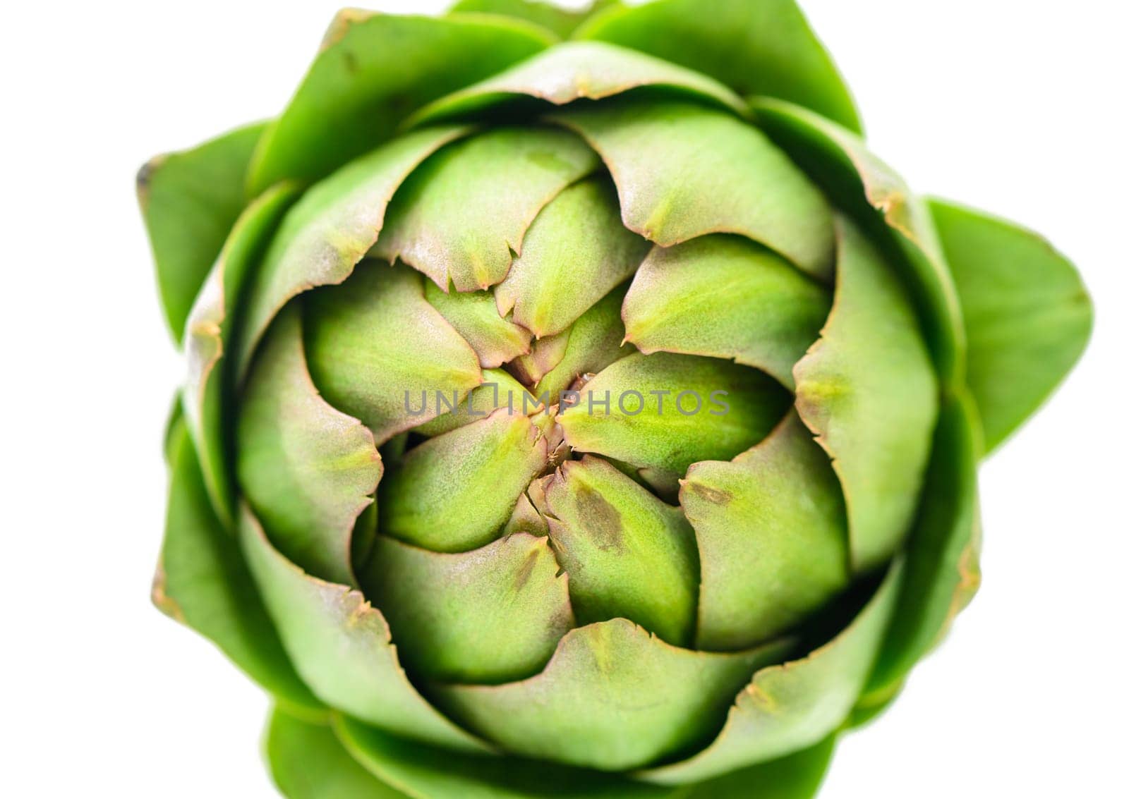 A detailed close up of a green artichoke on a clean white background. Perfect for food or cooking-related projects.1 by Mixa74