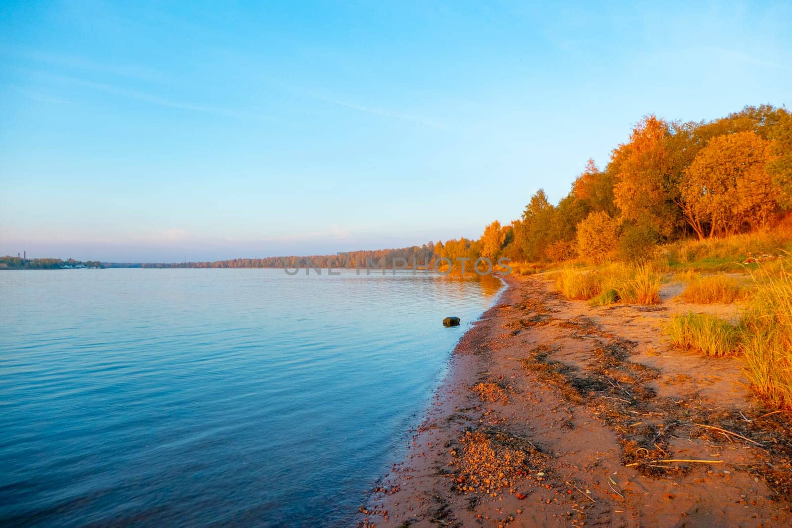 Colorful autumn landscape with birch grove with golden foliage on the shore of the lake and beautiful reflections at sunset. High quality photo