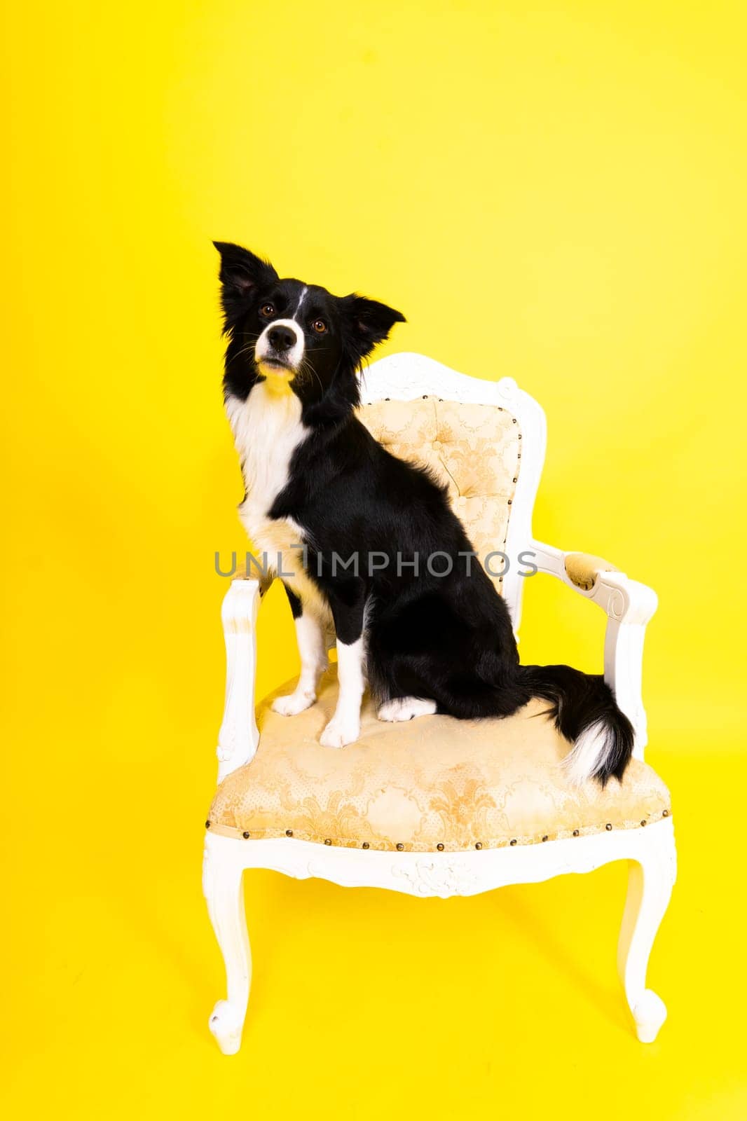 Close-up of Border Collie, 1.5 years old, looking at a camera against red and yellow background