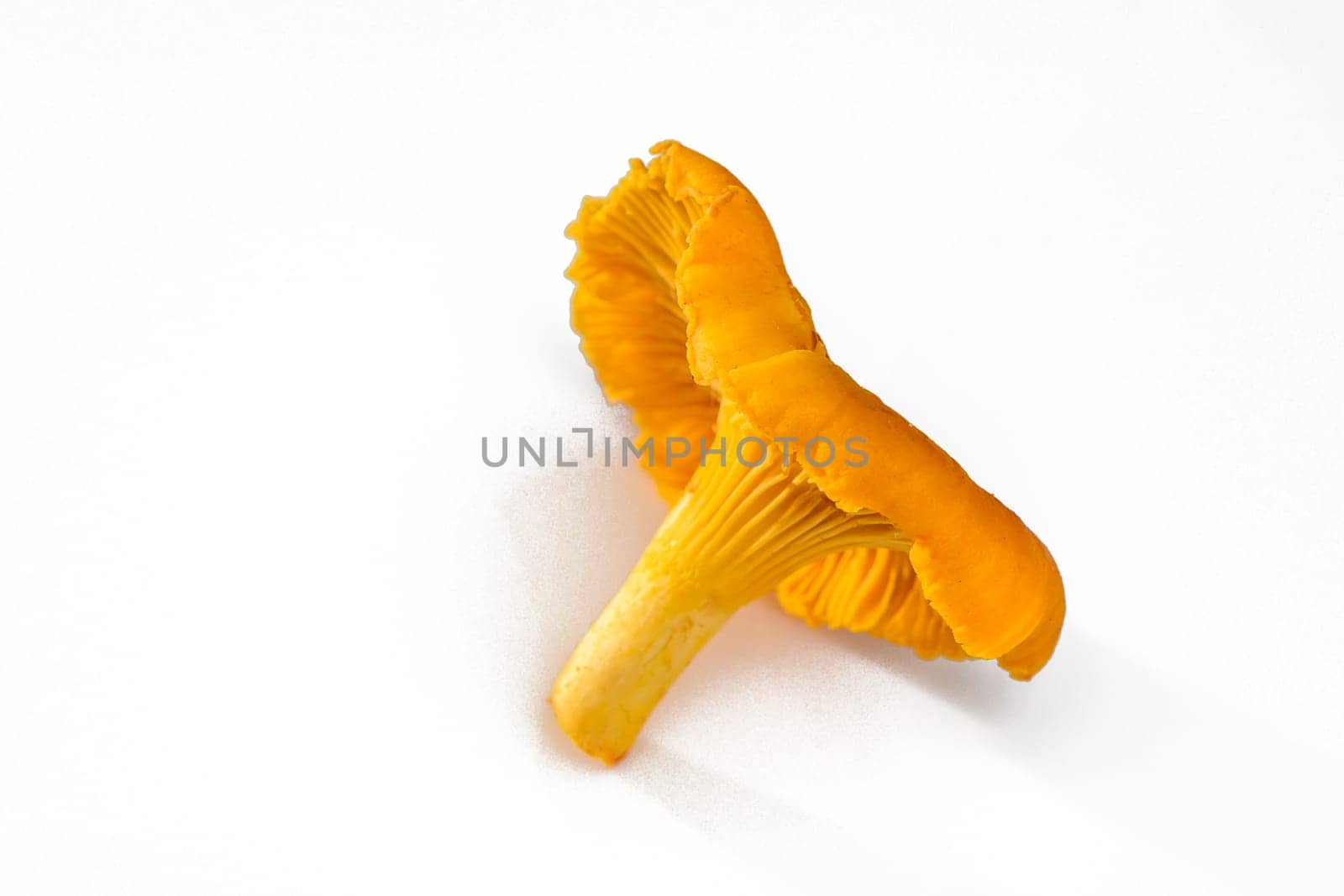 Golden chanterelle mushroom (Cantharellus cibarius) by Mixa74