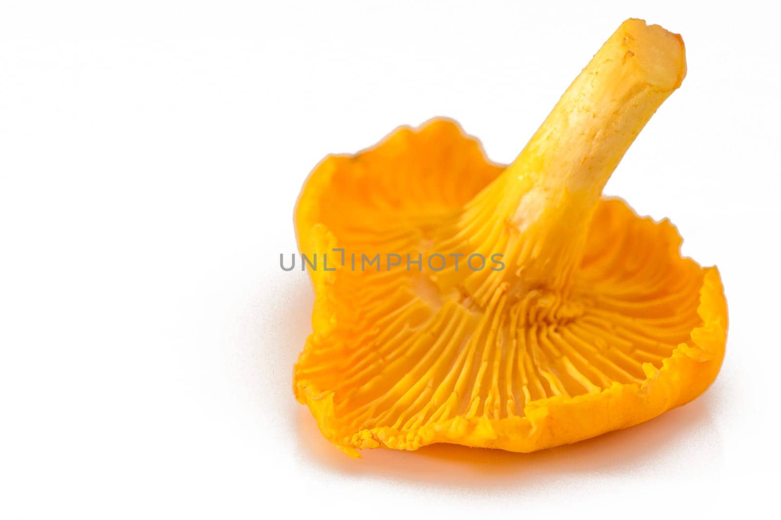 Yellow chanterelle mushrooms isolated on white background by Mixa74