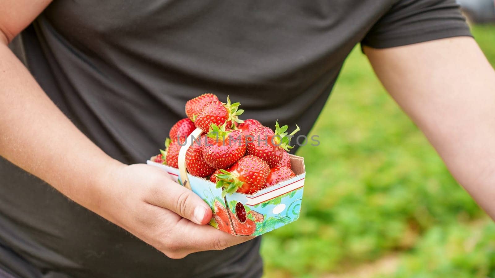 Hand holding basket with pile of fresh red strawberries after harvest on organic strawberry farm. Strawberries ready for export. Agriculture and ecological fruit farming concept