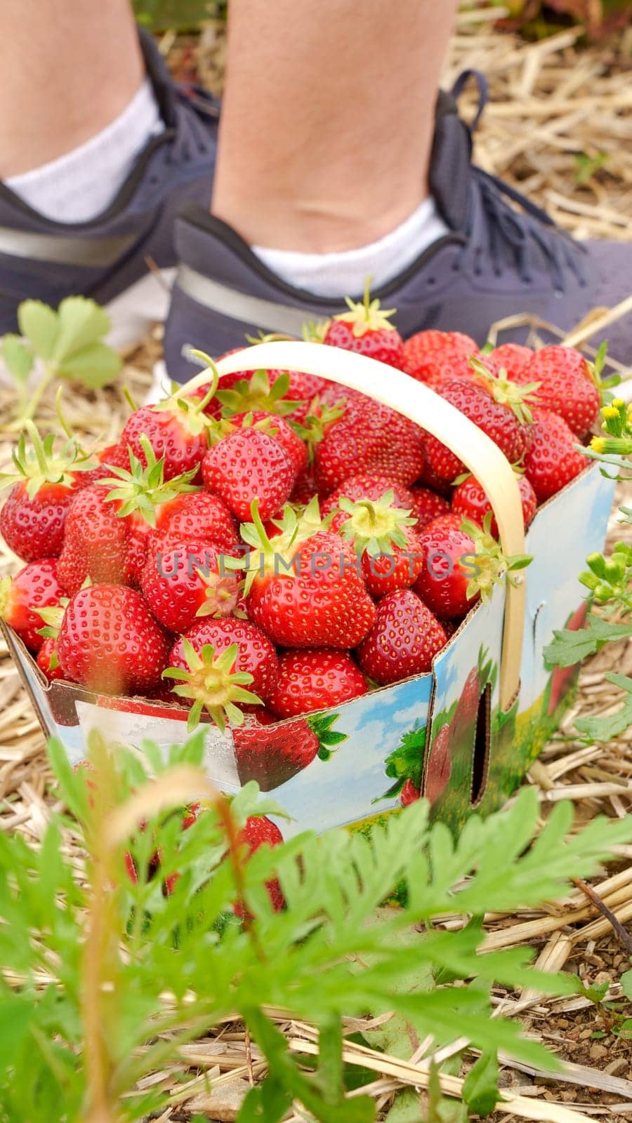 Full basket with fresh red strawberries after harvest on ground next to black shoes on organic strawberry farm. Strawberries ready for export. Agriculture and ecological fruit farming concept by JuliaDorian