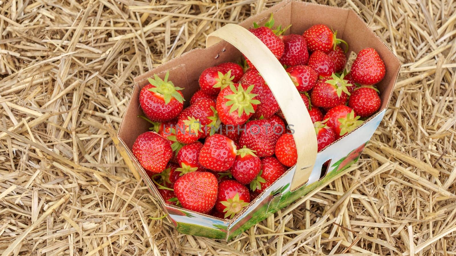 Full basket with fresh red strawberries after harvest on ground on organic strawberry farm. Strawberries ready for export. Agriculture and ecological fruit farming concept.