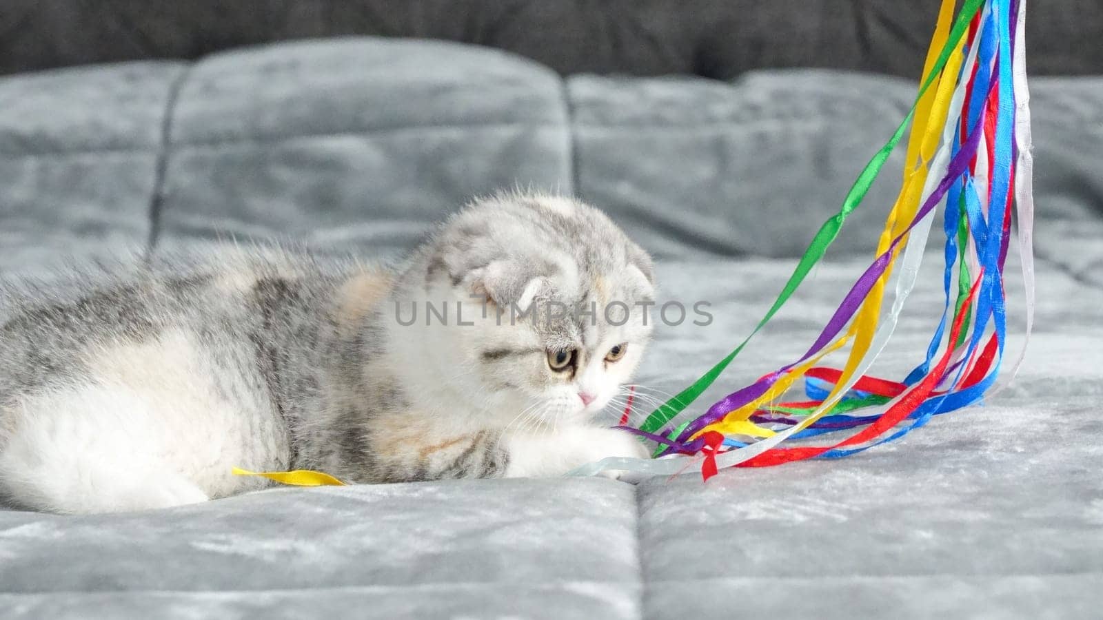 Fluffy calico Scottish fold kitten is playing on bed, front view, space for text. Cute young calico cat with brown eyes. by JuliaDorian