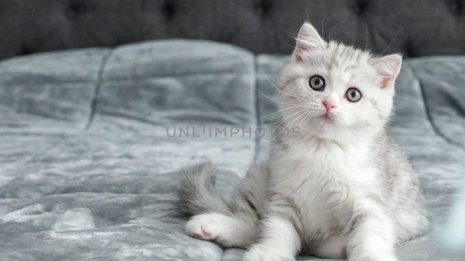 Fluffy grey Scottish kitten is sitting on bed looking at camera, front view, space for text. Cute young calico cat with brown eyes. by JuliaDorian