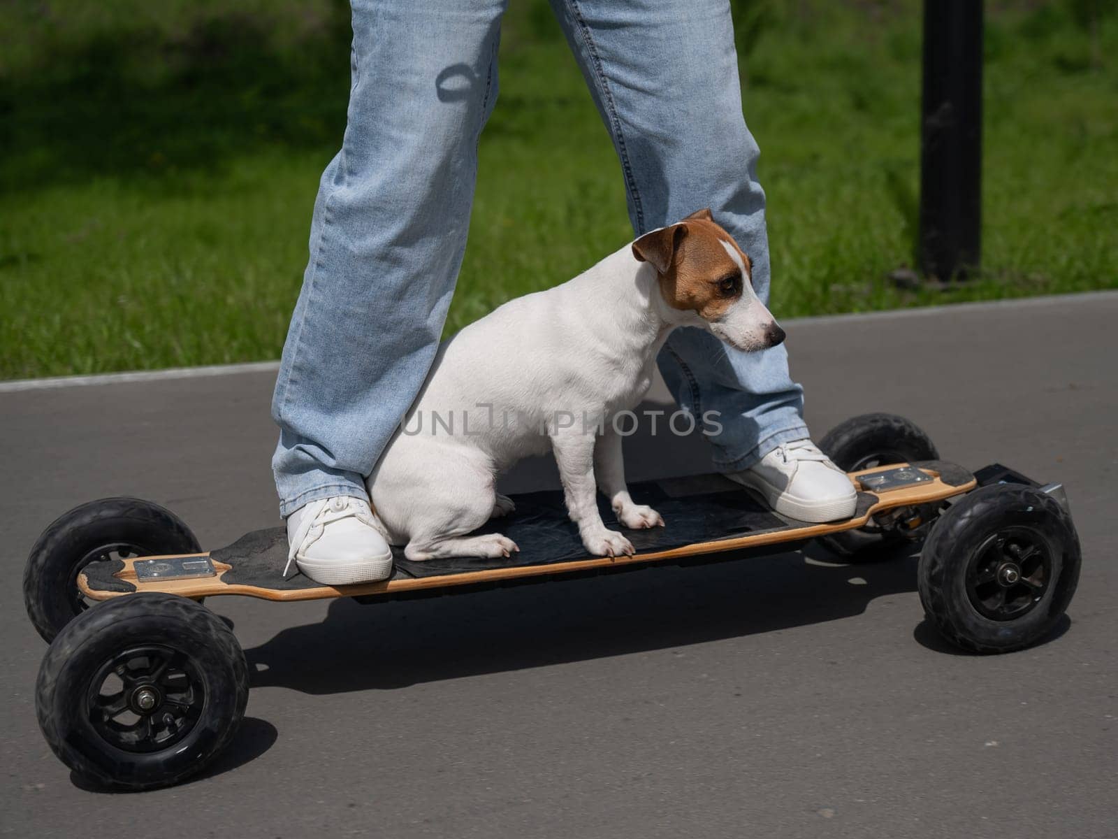 Caucasian woman rides an electric longboard with her Jack Russell Terrier dog