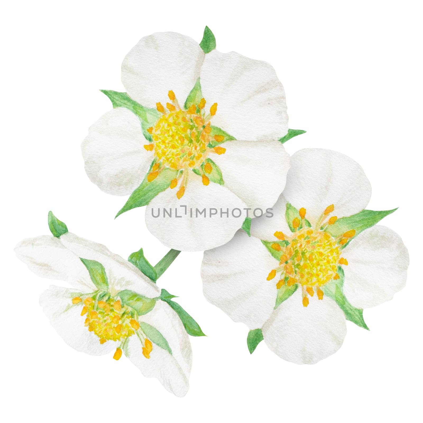 Strawberry flower with white petals hand drawn watercolor illustration. Food art, fresh botanical realistic painting. Summer blossom clipart for restaurant, cafe menu, packaging of farm goods, vegan products, prits, cards