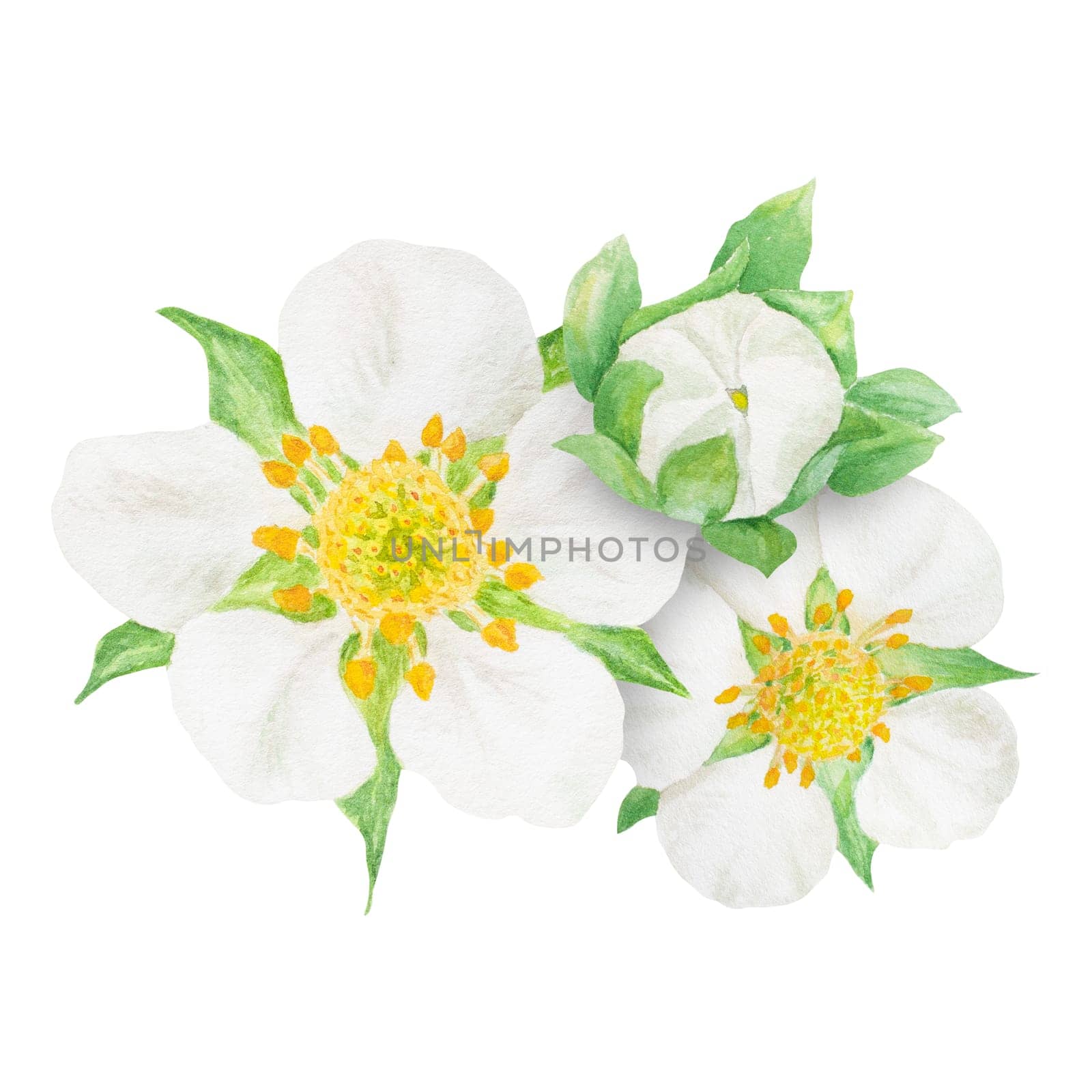 Strawberry flower with white petals hand drawn watercolor illustration. Food art, fresh botanical realistic painting. Summer blossom clipart for restaurant, cafe menu, packaging of farm goods, vegan products, prits, cards