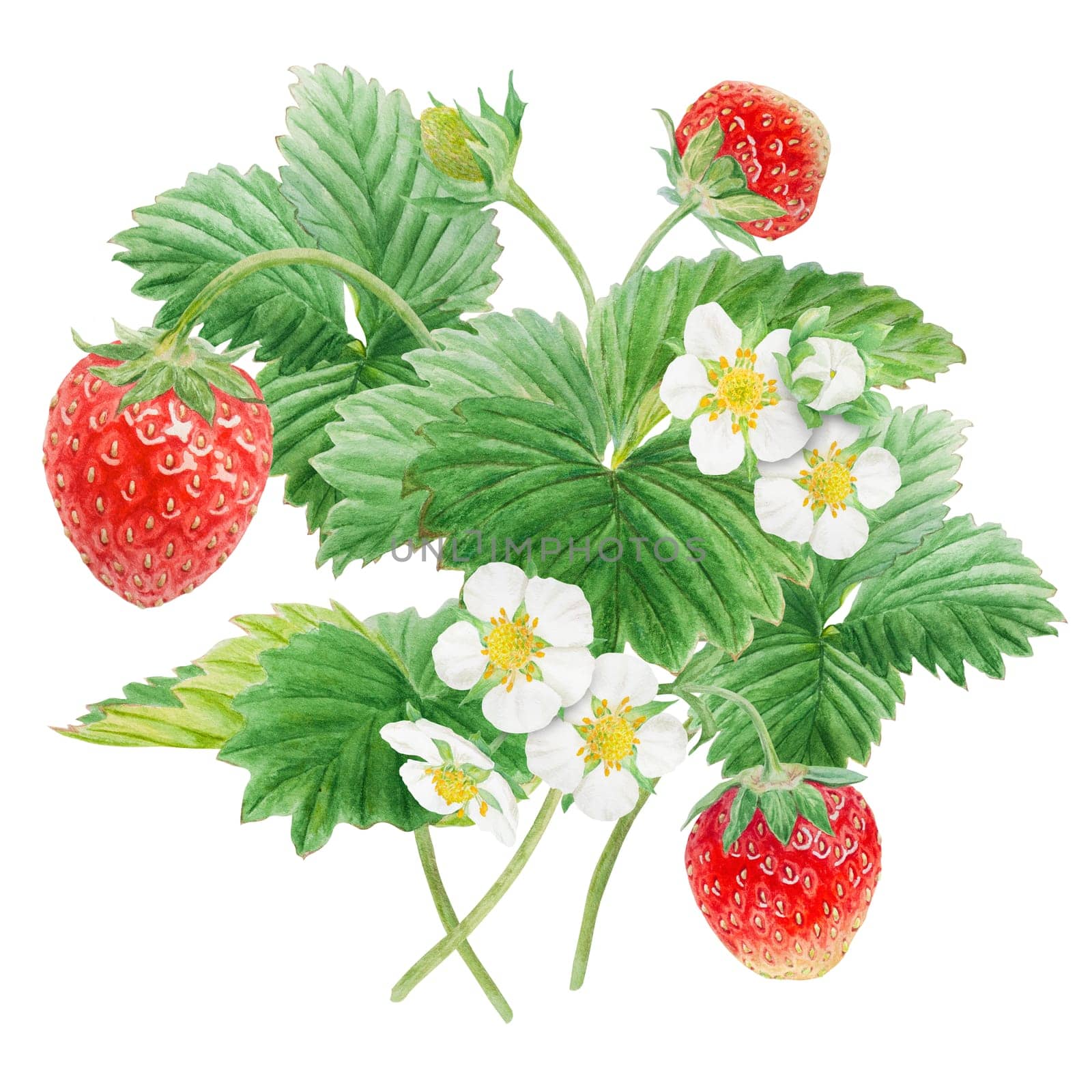 Red strawberry with white flowers bush handdrawn watercolor illustration. Food art, fresh botanical realistic painting. Summer sweet berry clipart for restaurant, cafe menu, farm goods, vegan products by florainlove_art