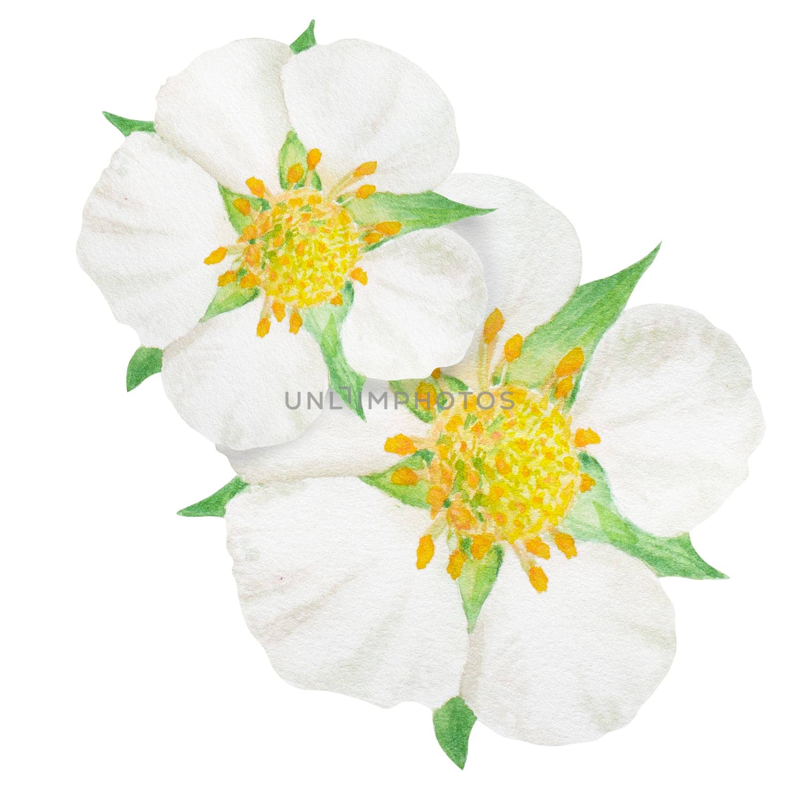 Strawberry flower with white petals hand drawn watercolor illustration. Food art, fresh botanical realistic painting. Summer blossom clipart for restaurant, cafe menu, packaging of farm goods, vegan products, prits, cards