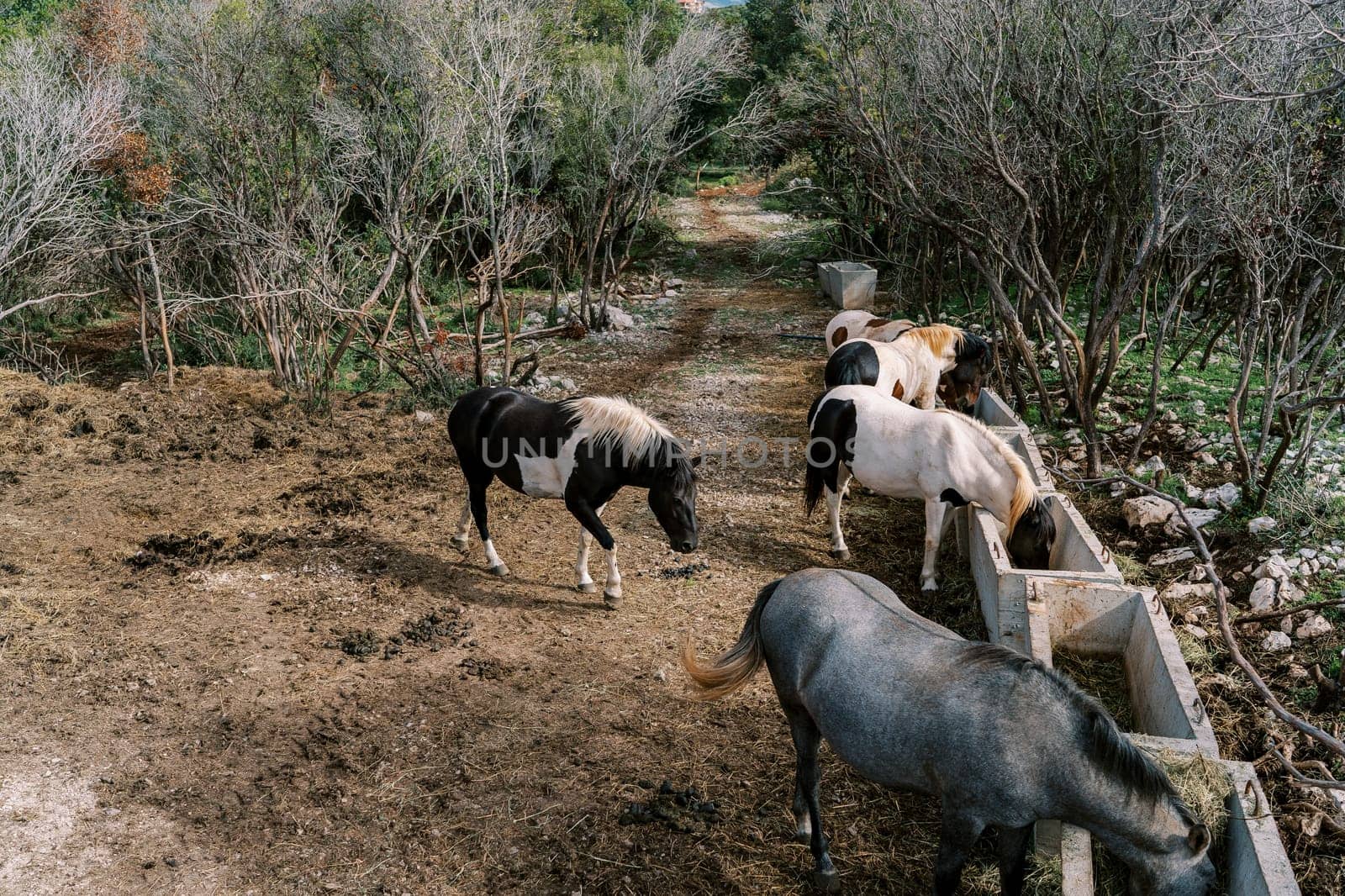 Herd of colorful horses eats hay from stone troughs in a green park. High quality photo