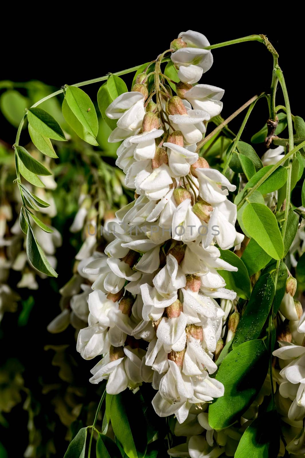 Beautiful Blooming flowers of white acacia tree on a black background. Flower head close-up.