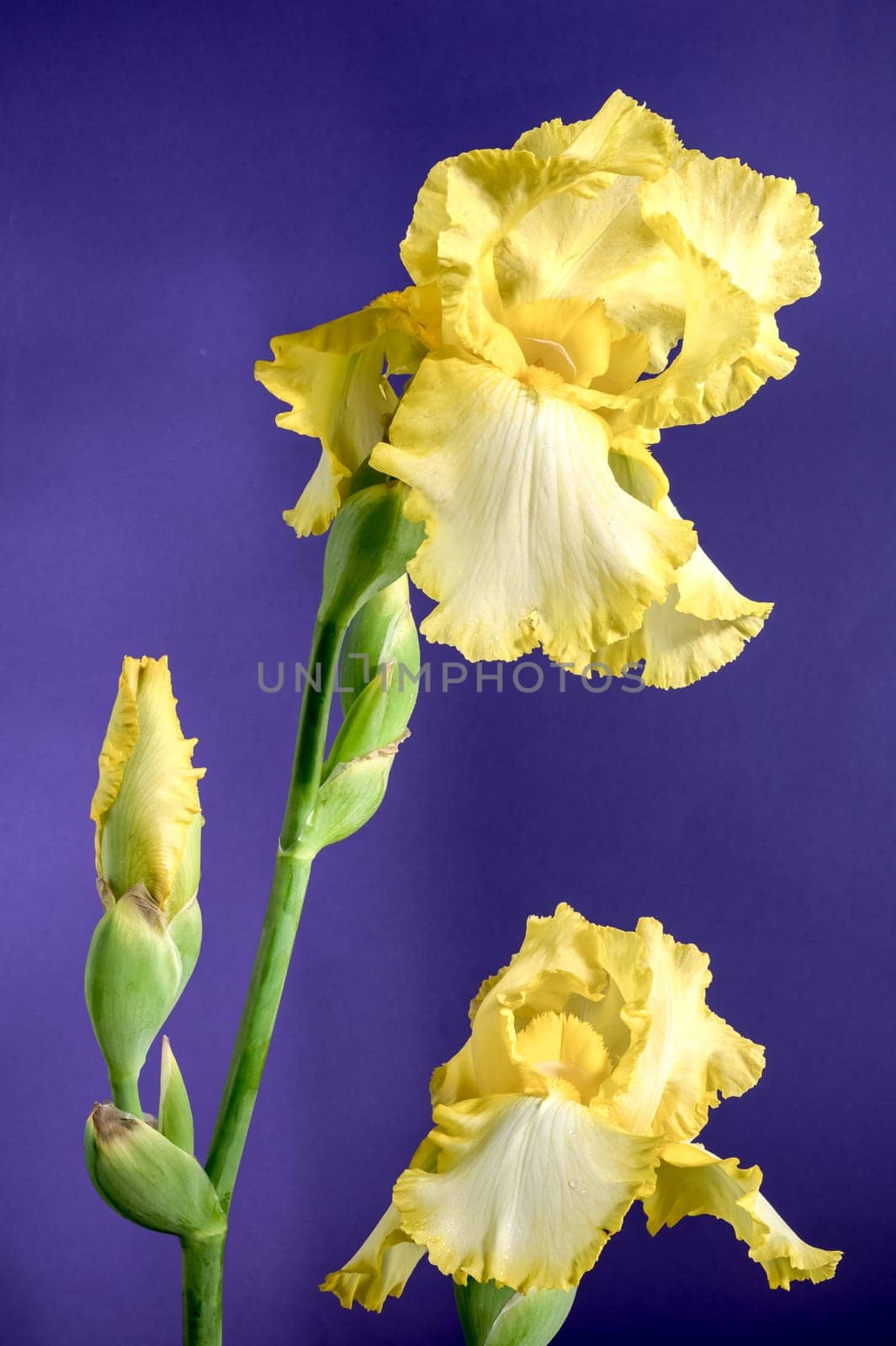 Beautiful Blooming yellow iris flower on a purple background. Flower head close-up.