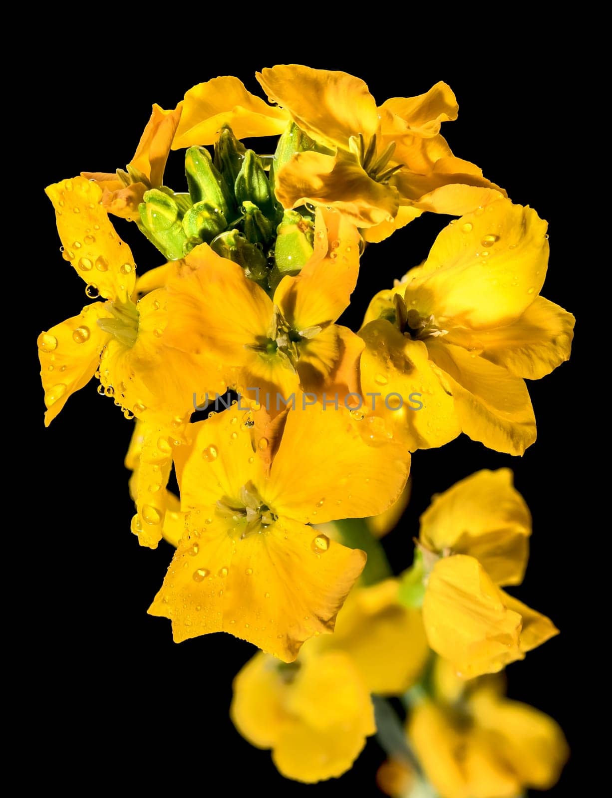 Beautiful Blooming flowers of yellow wallflower erysimum cheiri on a black background. Flower head close-up.