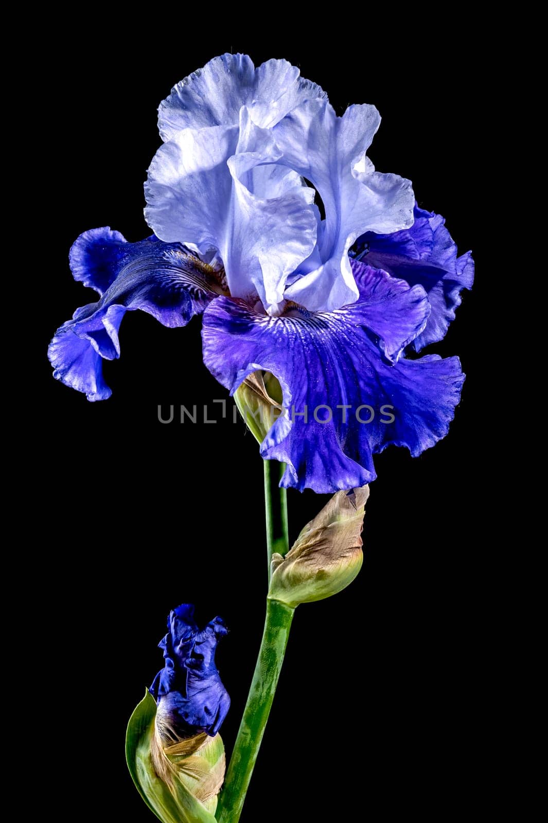 Beautiful Blooming blue iris Mariposa Skies flowers on a black background. Flower head close-up.