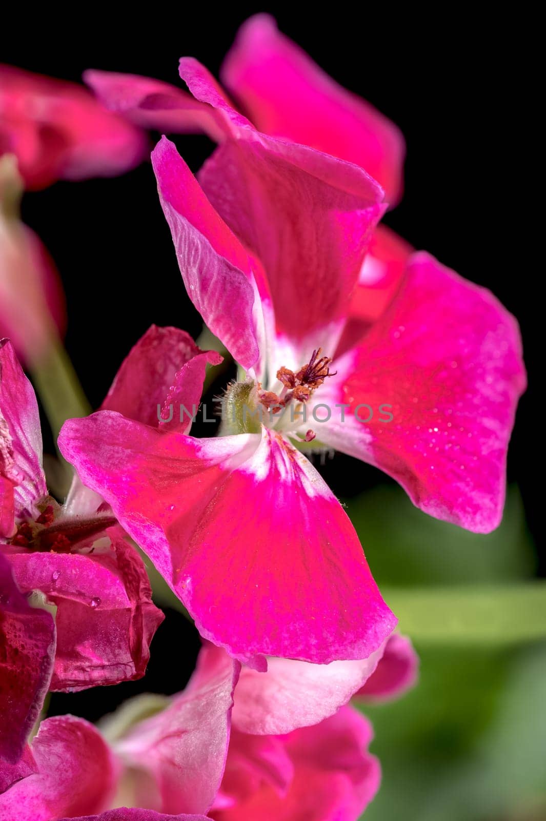 Blooming red Pelargonium Toscana Hero on a black background by Multipedia