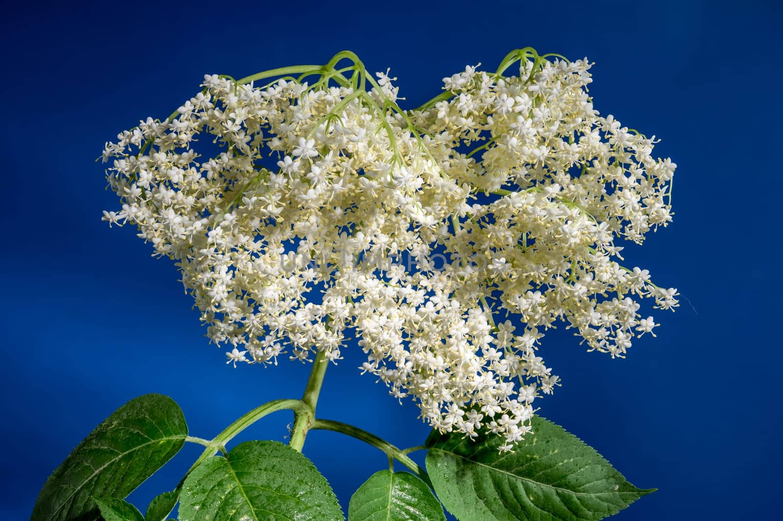 Beautiful Blooming white sambucus on a blue background. Flower head close-up.