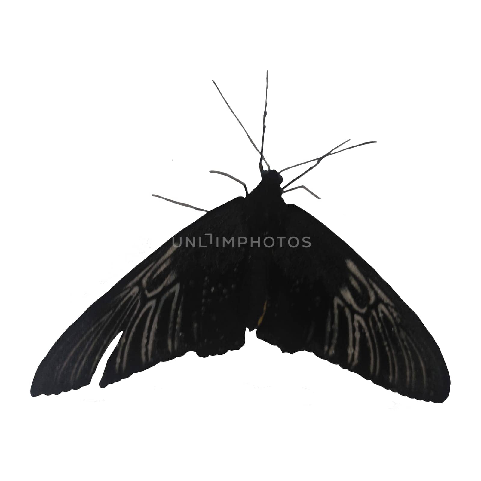 Black Tropical Butterfly Isolated on White Background.