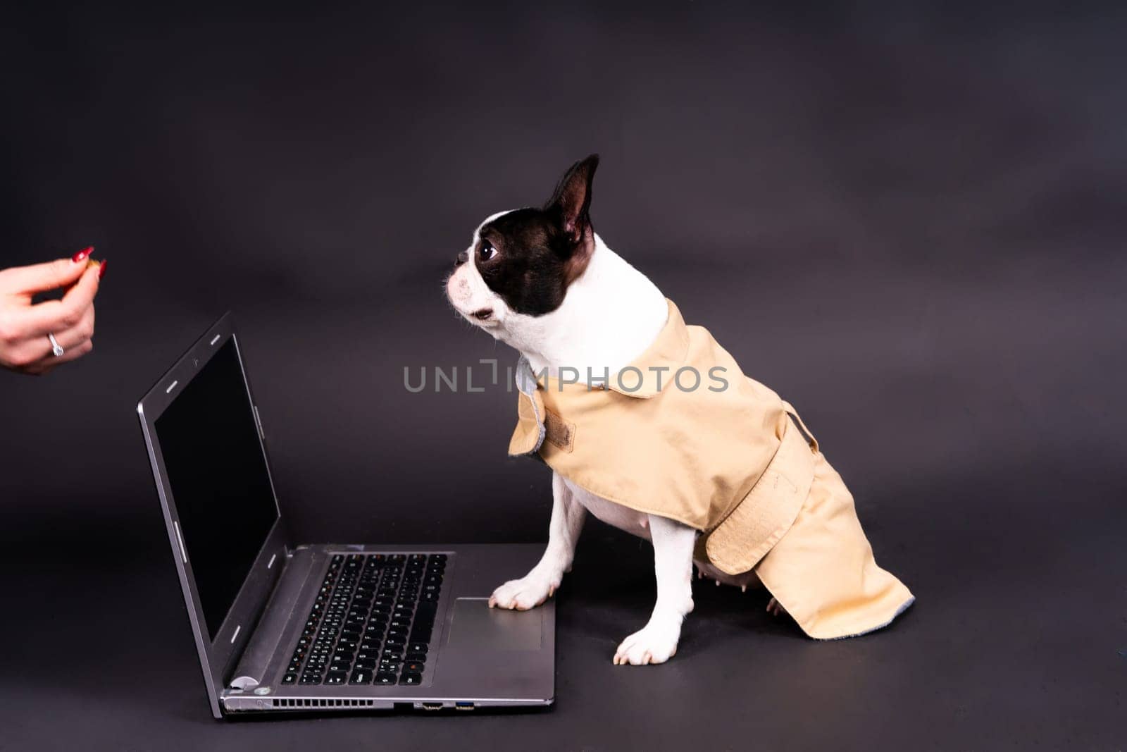 The dog uses a laptop. Boston terrier looks at something, communicates with someone by Zelenin