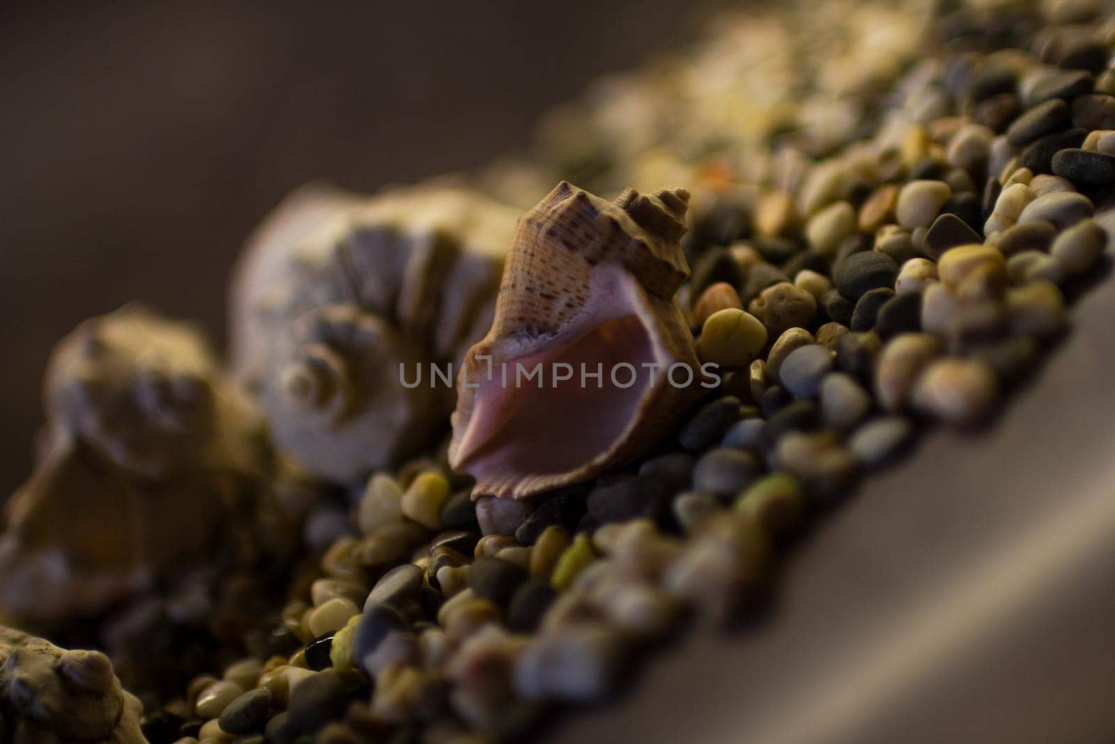 Black Sea rapan shells on pebbles. High quality photo. Shells on the beach